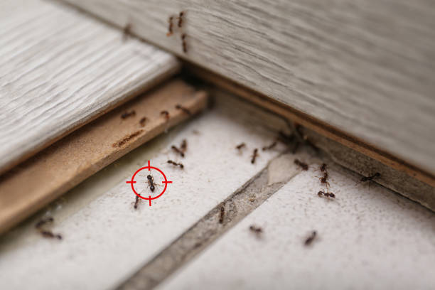 Best Pest Prevention Services  in Thousand Palms, CA